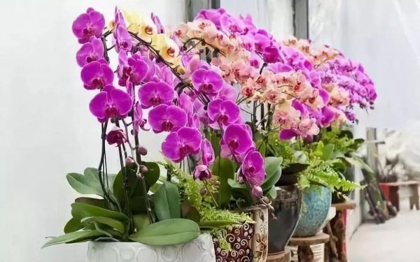 家庭盆栽花卉大全