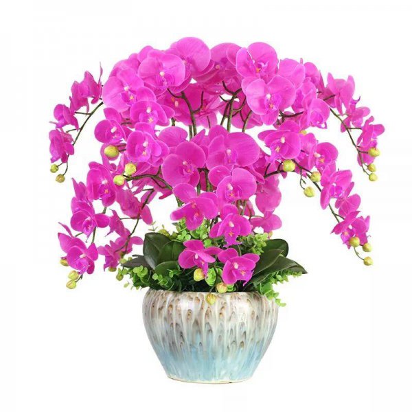 家庭盆栽花卉大全