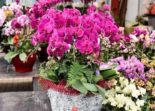 家庭盆栽花卉大全