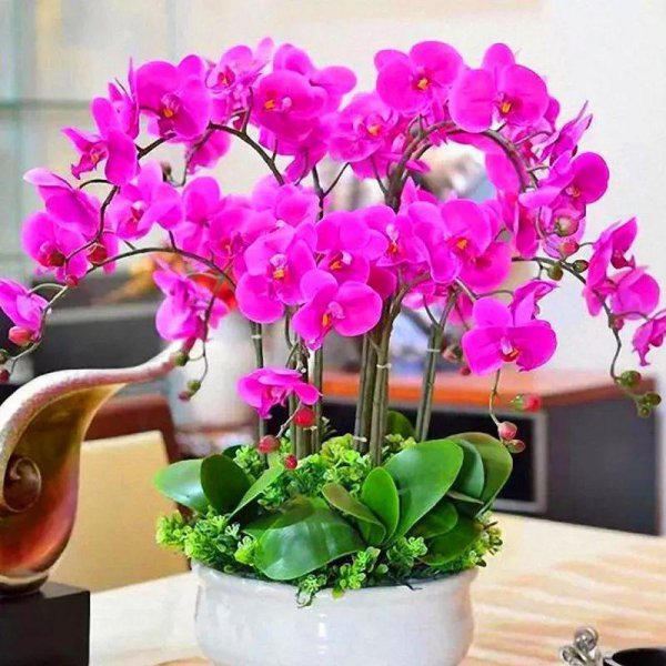 家庭盆栽花卉大全