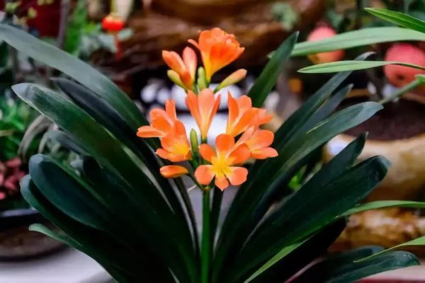 家庭盆栽花卉大全