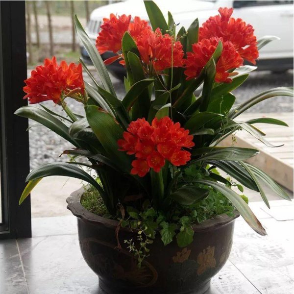 家庭盆栽花卉大全
