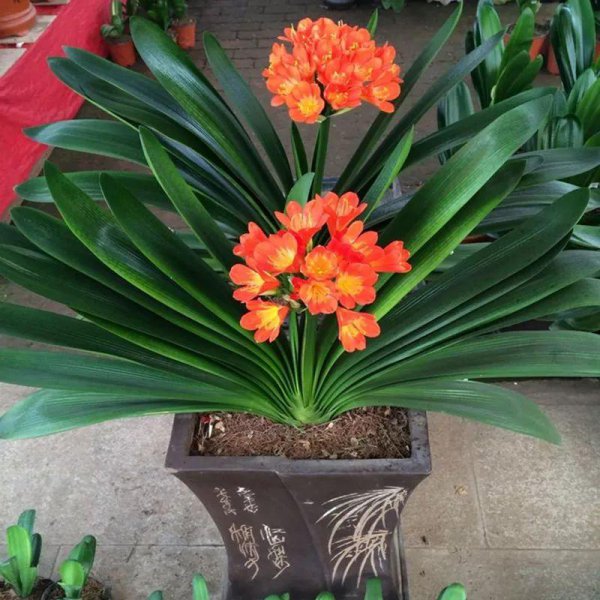 家庭盆栽花卉大全