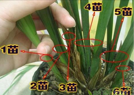 大花蕙兰盆栽养殖方法