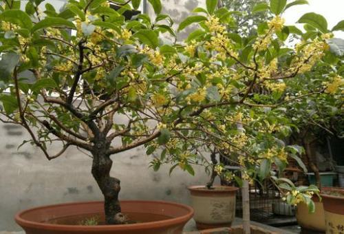 四季桂花盆栽的养殖方法