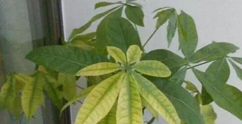 厚脸皮植物叶子发软怎么办