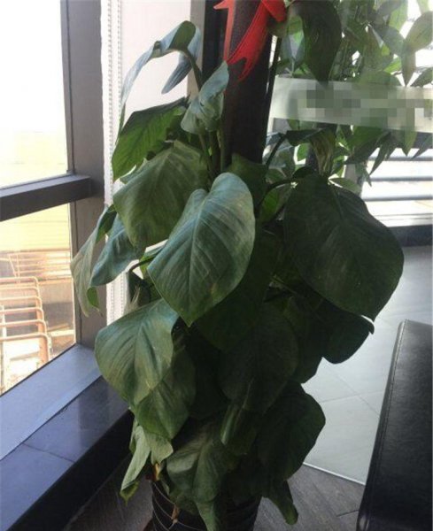 厚脸皮植物叶子发软怎么办