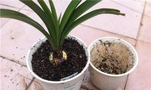 厚脸皮植物叶子发软怎么办