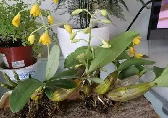 厚脸皮植物叶子发软怎么办