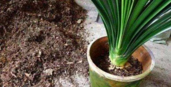 厚脸皮植物叶子发软怎么办