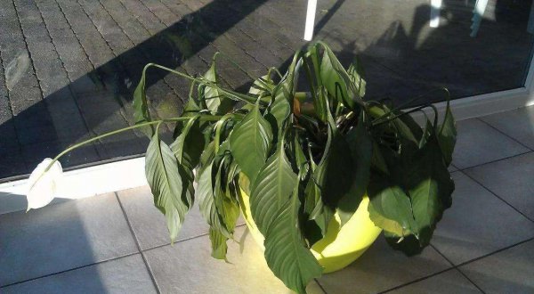 厚脸皮植物叶子发软怎么办