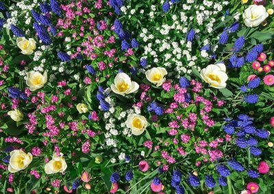 迎春花品种排名大全 中国最贵迎春花盆景