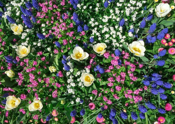 迎春花品种排名大全