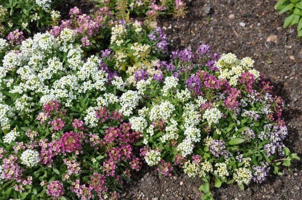 迎春花品种排名大全