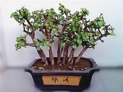 异叶南洋杉盆景的寓意风水 了解南洋杉盆景的养殖方法和注意事项