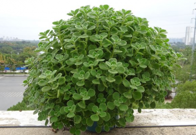 碰碰香喜阴还是喜阳光 最耐阴的室内植物