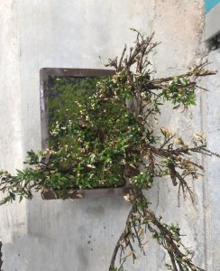 雀舌黄杨盆景叶子干枯原因 黄杨干叶子救治方法
