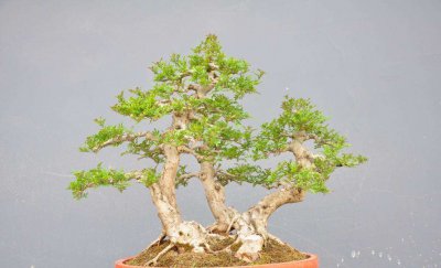 对节白蜡树盆景修剪 白蜡盆景的养法和管理