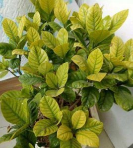 栀子花叶脉黄叶是什么原因 盆栽栀子花浇水的方法