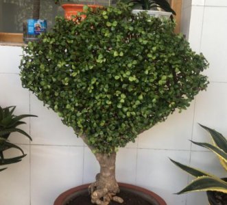 金枝玉叶怎么修剪好看 最漂亮的金枝玉叶盆景