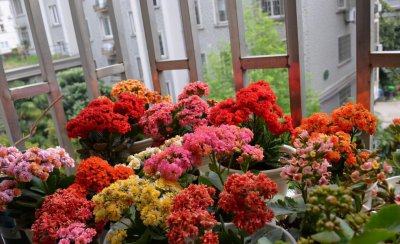 长寿花怎么养根最好 关于长寿花灌根的正确方法