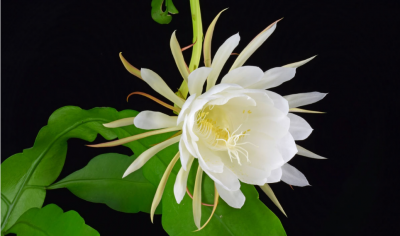 昙花的风水作用是什么 介绍昙花摆放家中的地方