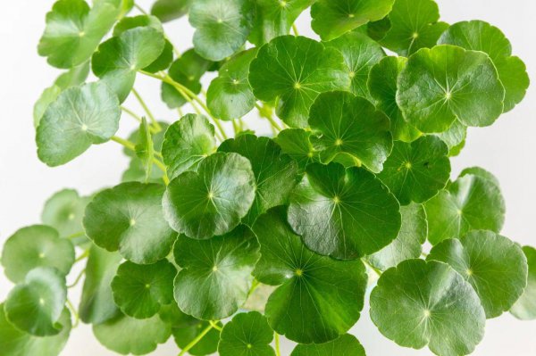 正对入户门放什么植物风水好