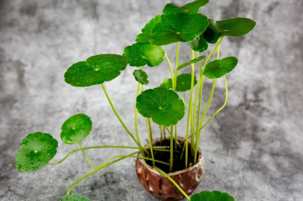 正对入户门放什么植物风水好