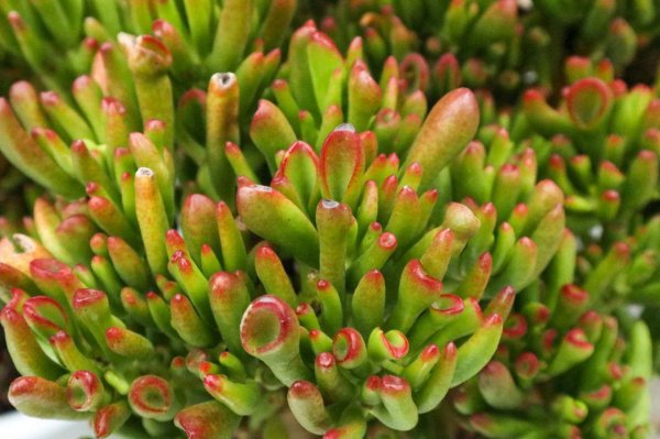 正对入户门放什么植物风水好