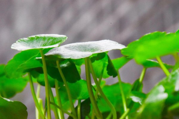 正对入户门放什么植物风水好