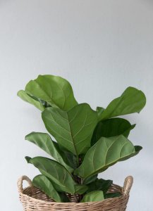 大琴叶榕的寓意和象征 琴叶榕的风水作用