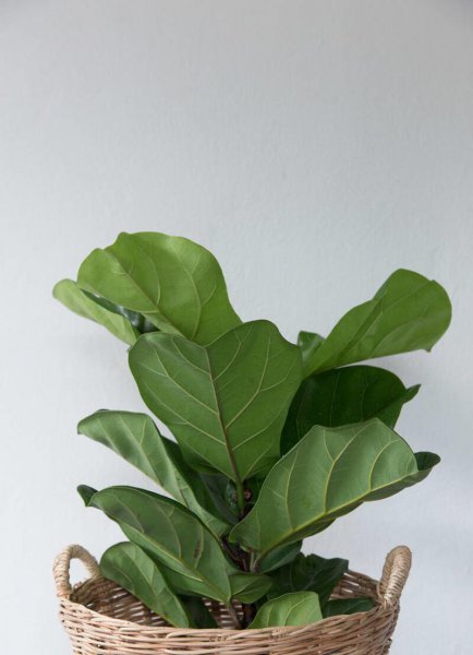 大琴叶榕的寓意和象征