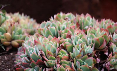 多肉植物怎么移植步骤 小多肉移植的方法与技巧