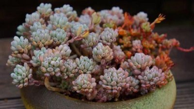 多肉植物怎么移植步骤 了解多肉剪枝移栽方法