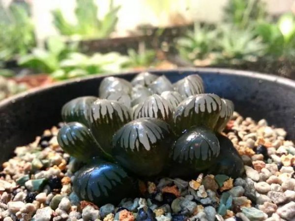 姬玉露能长多大