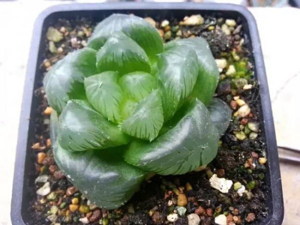 姬玉露能长多大