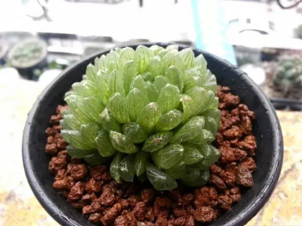 姬玉露能长多大