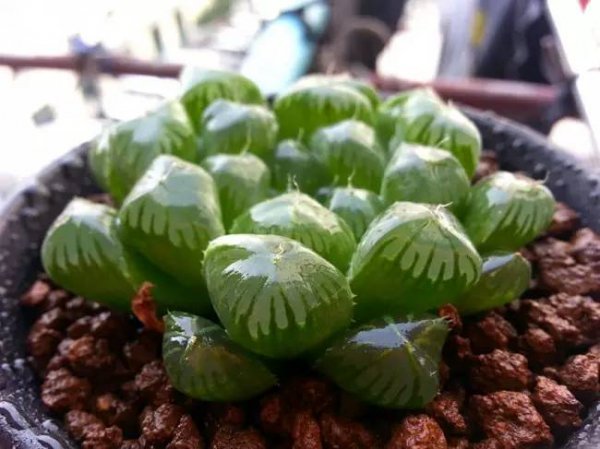 姬玉露能长多大