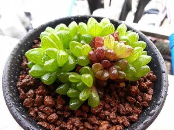 姬玉露能长多大