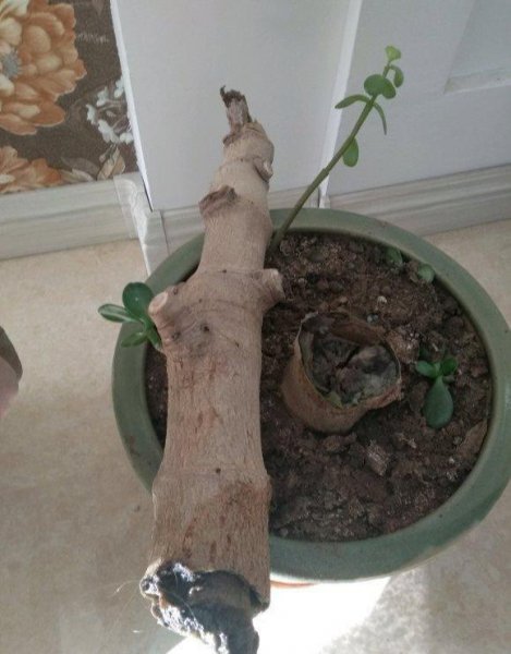 玉树摆放禁忌有哪些