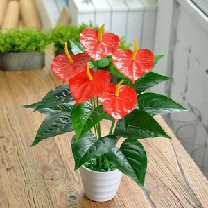 家中什么方位不能放绿植植物 客厅植物摆放位置风水