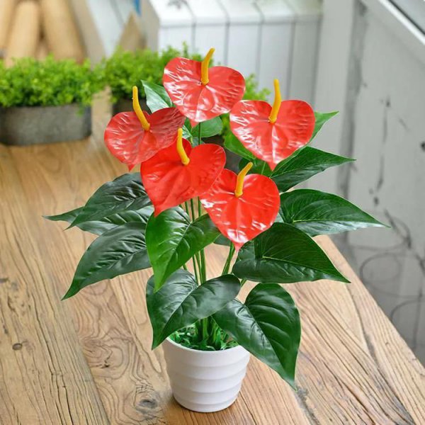 家中什么方位不能放绿植植物