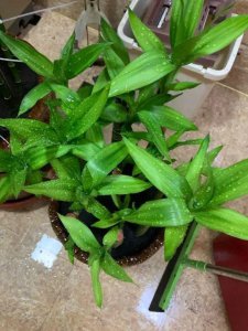 适合家里养的吉祥花卉有哪些 耐阴又适合放客厅的植物