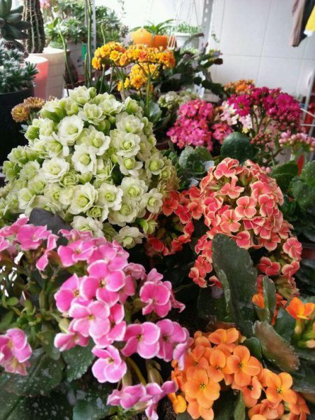 适合家里养的吉祥花卉有哪些