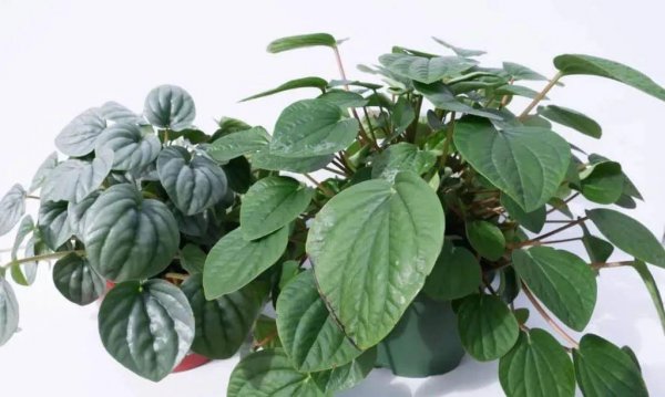办公室桌上摆放什么绿植好养