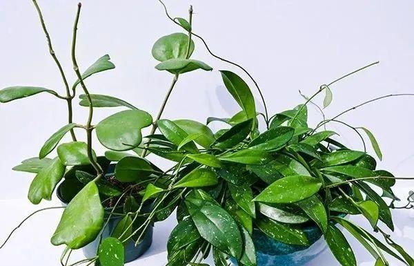 办公室桌上摆放什么绿植好养