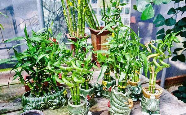 办公室桌上摆放什么绿植好养