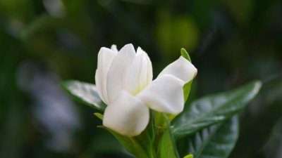 阳台种栀子花风水好吗 阳台最旺宅的植物