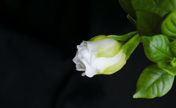 阳台种栀子花风水好吗