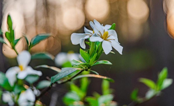 阳台种栀子花风水好吗